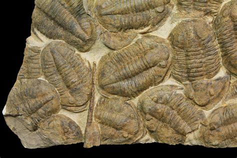 trilobites for sale near me.